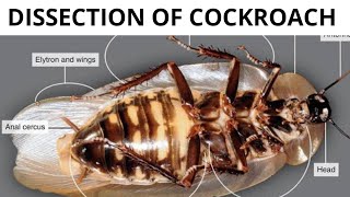 Dissection of cockroach performed by students  class 11th biology  Must Watch 🧐 [upl. by Damour113]