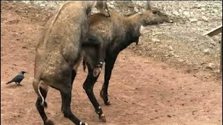 nilgai excited in zoo  blue bull antelope  nilgai kaisi hoti hai by wildlife travel [upl. by Cowie241]