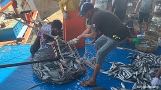 AMAZING  THIS IS HOW FISHERMEN UNLOAD HUNDREDS OF TONS OF FISH VIDEO OF FISHING NETS UNLOADING [upl. by Ariat]