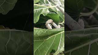 sericulture worms making silk 8th batchபட்டுப்புழு வளர்ப்பில் தேனி கம்பம் பட்டு விவசாயி பிரதாப் [upl. by Akfir]