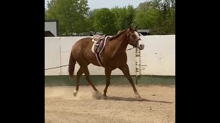 DGS Tall Tales  2020 AQHAAPHA Gelding by PR Tells A Tale  Video 52023 [upl. by Tapes]