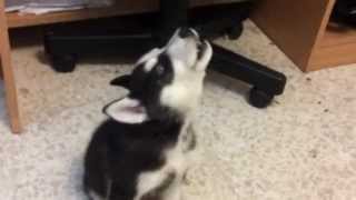 Husky puppy howling [upl. by Adilen]