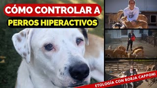 CÓMO CONTROLAR A PERROS HIPERACTIVOS [upl. by Quenby]