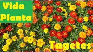 Vida Planta  TAGETE ERECTA Clavel Chino Cempasúchil cuidados y curiosidades [upl. by Foss]