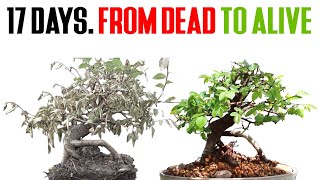 How to Save a Dying Bonsai in TWO WEEKS [upl. by Inneg]