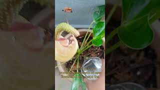 Homemade fertilizer for all your plants naturalfertilizers plantsgrowth gingerfertilizer [upl. by Grissel]