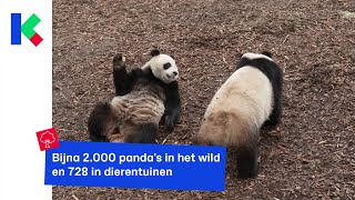 Het gaat iets beter met de reuzenpandas [upl. by Hanauq]