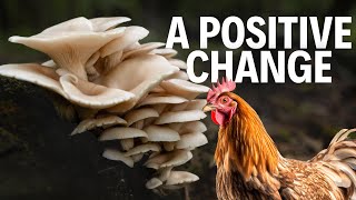 Chicken Farm Transitions to Mushroom Farming [upl. by Nonnag251]