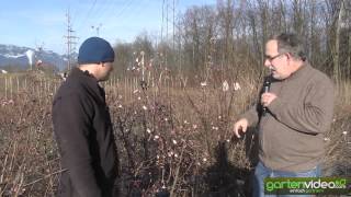 Winterschneeball  Standort Schnitt und Blüten Viburnum bodnantense [upl. by Navlys843]