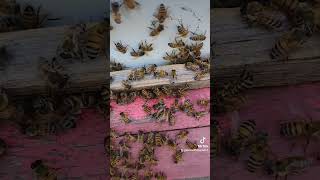 Bee ASMR [upl. by Orlosky]