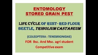 Life cycle of red flour beetle  Tribolium castaneum [upl. by Chrisse]