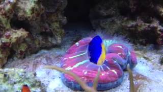 Open Brain Coral eating Azure Damselfish [upl. by Vassily]