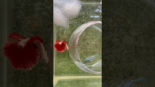 Betta fish breeding ♥️😍 cute moments shorts bettafish breeding [upl. by Alial577]