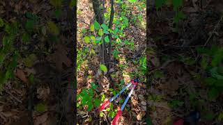 Invasive species alert  European buckthorn shorts ohio [upl. by Gilbye]