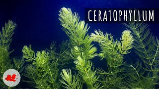 Ceratophyllum 🌿  Plante daquarium [upl. by Mok726]