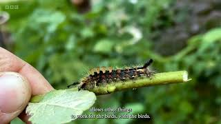 Gardeners World 2024  Episode 18  John Willshire [upl. by Scarito]