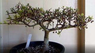 American Frankincense tree – Bursera Microphilla [upl. by Eissak]