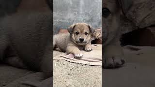 Puppy 🐕🐕puppy youtube shortvideo shorts short dogdog love [upl. by Nhoj682]