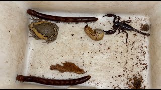 Looking for Captured Beetle Grabs Wild Giant Millipedes Black Scorpion and A RainFrog Under Stump [upl. by Jasmine]