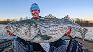 THE HOLY GRAIL OF STRIPED BASS FISHING 50 INCH GIANT CAUGHT ON FILM [upl. by Yvonner]