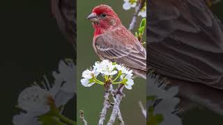 Tiny birdbig sound birds housefinch housefinches housefinchsinging [upl. by Lerner]