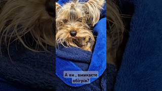 Заморозять бідосюyorki yorkies yorkie yorkshireterrier yorkshire yorkiepuppies йорики [upl. by Benedikta]