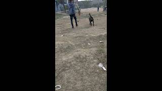 German Shepherd vs Rottweiler dog fight  Rott vs Gsd Attack subscribe please [upl. by Lirbij346]