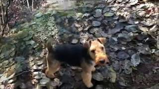 Welsh Terriers play fast and growl when they have fun [upl. by Selina]