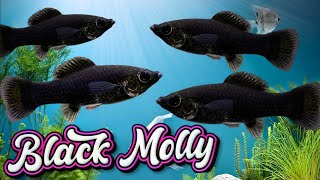 Black Molly Fish Tips for a Successful Aquarium Poecilia Latipinna [upl. by Hugon74]