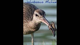 sonya7r4 sony200600 Eurasian whimbrel by Johnbosco Michael shorts viralvideo trending bird [upl. by Tomkin]