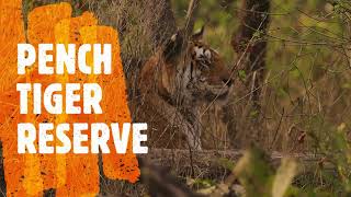 Face to face with hungrytiger Tiger at Penchtigerreserve travel live [upl. by Elata449]