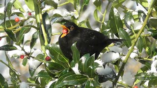 Amseln und Drossel beim Beerenfuttern  Blackbirds and trush feeding on berries [upl. by Jen997]