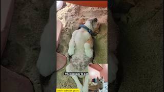 Funny Dog Video Reaction By Milky 🐾❤️🫠 milkies cuteanimal cute reaction youtubeshorts shorts [upl. by Chaffin]