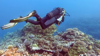 From Nudibranchs to Whale Sharks  Diving in Mafia Island  Chole Bay Tanzania 2021  4KVideo [upl. by Newberry]