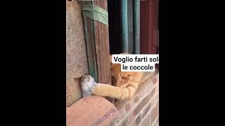 gatto affettuoso scherzo animalidivertenti cat fannyanimals shortvideo shorts [upl. by Adnawat]