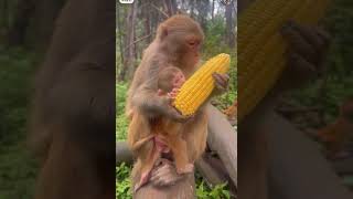 Primate Shenanigans in the Wildmonkey monkeys animals nature [upl. by Morrell]