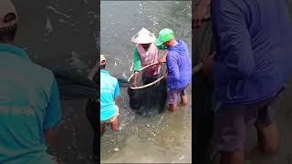 Mengangkat udang vaname dari jaring shotrs udangvaname tambaktradisional [upl. by Hafinah]