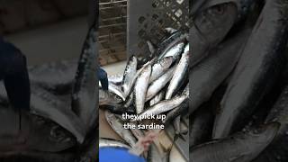 This Fish Producer Guts and Packages 30000 Tins of Sardines by Hand [upl. by Yllop16]