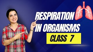 Respiration in Organisms How Life Takes a Breath  Class 7  NCERT Explained science learnscience [upl. by Myrah271]