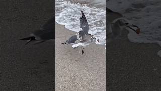 Seagull Steals Food On Beach steal seagull seagulls beach stealmysunshine [upl. by Atinid853]