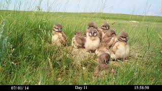 Growing Up with Burrowing Owls [upl. by Nanci]