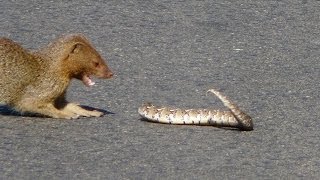 Slender Mongoose Interaction With Puff Adder Black amp White  Latest Wildlife Sightings [upl. by Loree550]