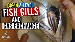 GCSE  A level Biology  Fish Gills and Gas Exchange Fish Head Dissection [upl. by Arihaj]