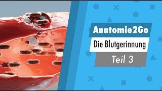 Anatomie 2go  Die Blutgerinnung Teil 33 kurz erklärt [upl. by Carilla]