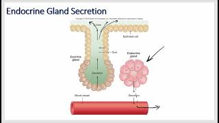 Endocrine and Hormone Physiology Growth Hormone Prolactin ADH and Oxytocin [upl. by Mickie733]