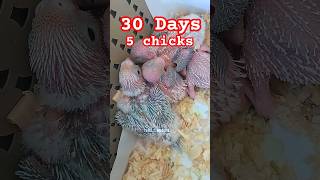 30 days after the first hatch cutebird birds babybirds budgielove budiges [upl. by Cira]