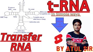 t RNA Transfer RNA Clover leaf 🍀 model of tRNA by Atul Sir Genius Study point Atulsirbiologymagneticminds [upl. by Flanagan693]