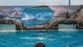 Seaworld San Diego  Orca Encounter \ [upl. by Naliorf]