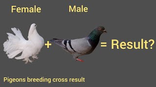 pigeon breeding cross result fancypigeon pigeon [upl. by Aitnahs]