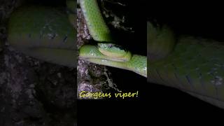 Gorgeous viper reptile venomous snake animals dangerous [upl. by Riegel]